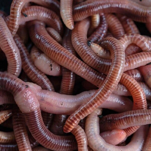 Nash Wormcell 500ml - Afbeelding 2